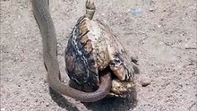 amazing fight btw a snake and a tortise