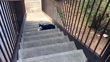 ricky really hates that cat Funny Video