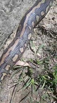 Snake Catchers Rescue Injured, Pregnant Python