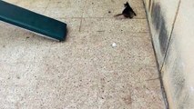 Kitten chasing Ping-Pong Ball Funny WhatsApp Video