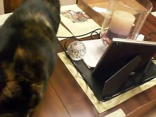 Funny Cat Chasing Moth Funny WhatsApp Video