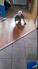 Funny English Bulldog, chasing flashlight Funny WhatsApp Video