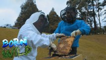 Born to Be Wild: Doc Ferds learns how to harvest the Manuka honey