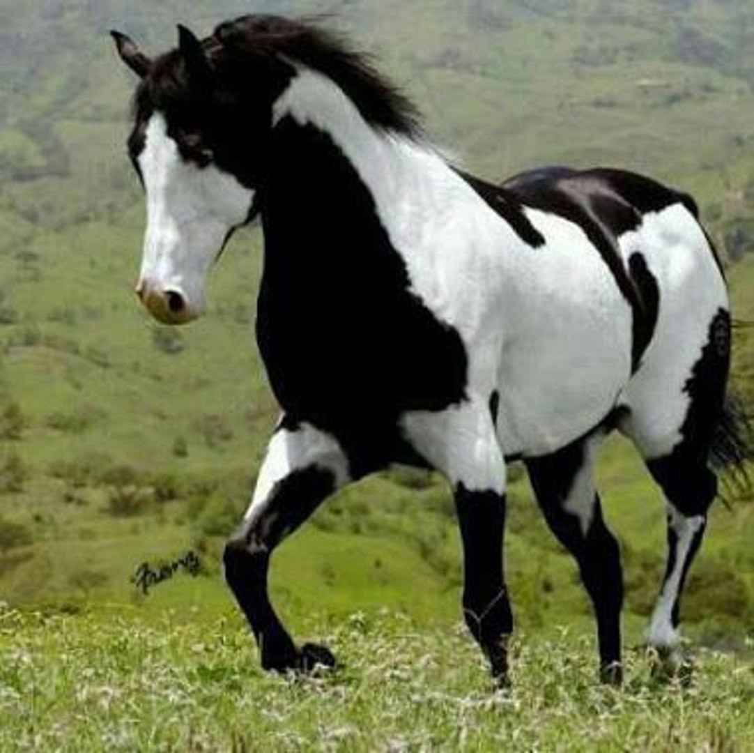 Foto De Caballos Pura Sangre - foto de