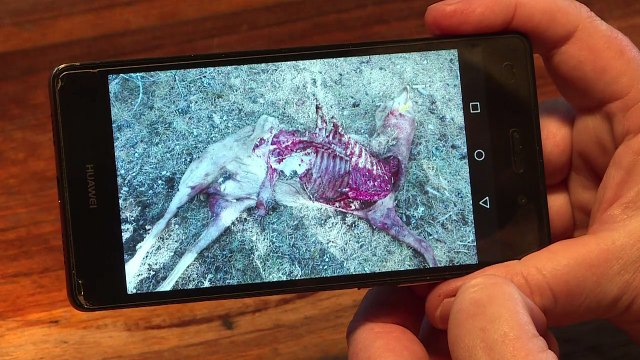 En France, le loup bête noire des éleveurs de brebis