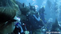 Incredible diving with shark Dive in Roatan Honduras bay islands