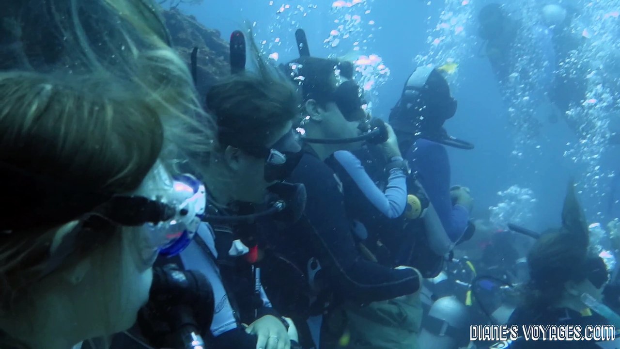 Incredible diving with shark Dive in Roatan Honduras bay islands