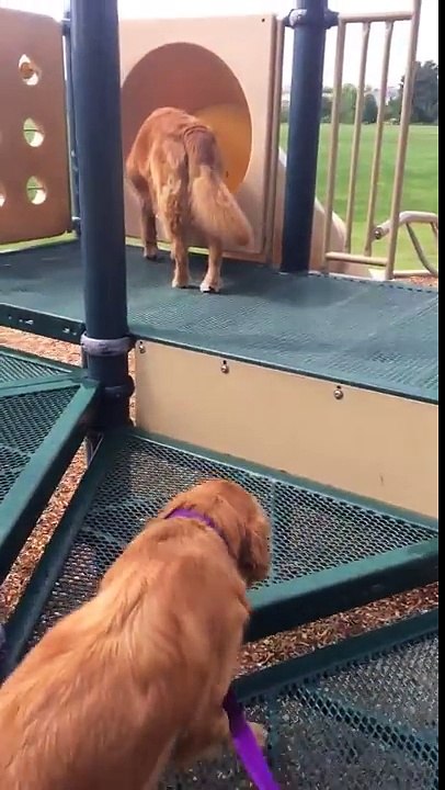 Ce chien effrayait par le toboggan peut compter sur son ami