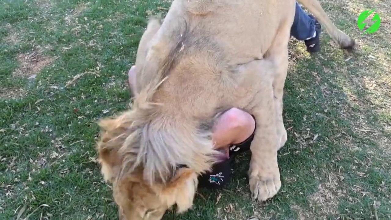 Amitié incroyable avec une lionne... Gros calin de chat