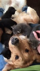 Download Video: Ce chien n'en peut plus de tout ces petits chatons... Dur dur!