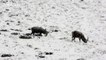 Red deer stags forage as snow falls in Scottish Highlands