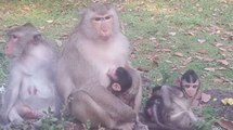 Cute Three Baby Monkeys and Mommy Monkeys