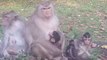 Cute Three Baby Monkeys and Mommy Monkeys