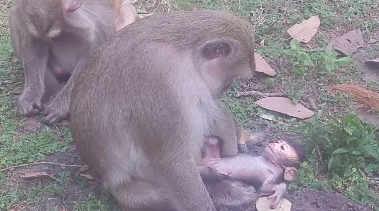 Cute Baby Monkey Just Born Very Weak