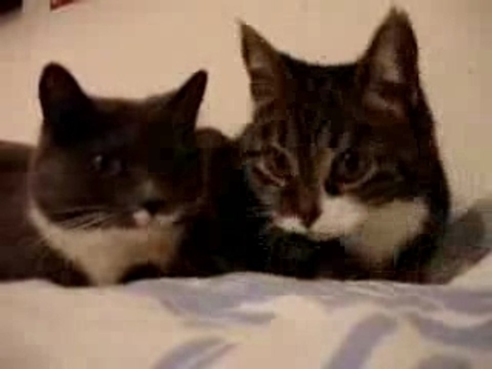 Cats Talking
