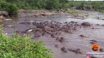 カバの縄張りに入ってしまったクロコダイル、凄い勢いで放り出される！