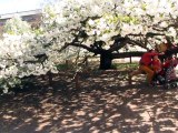 Jardin Plantes-Prunus (4)