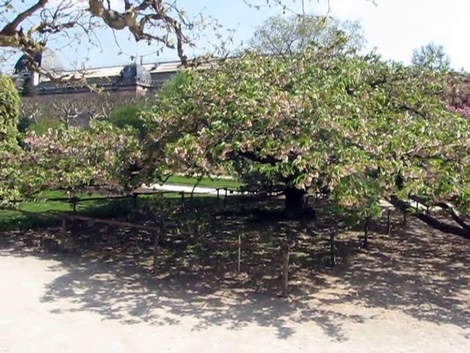 Jardin Plantes-Prunus (2)