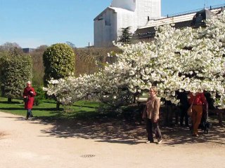 Jardin Plantes-Prunus (3)