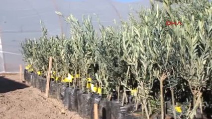 Antalya Üreticiye Zeytin Fidanı