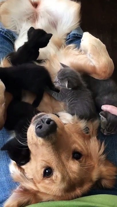 Ce chien n'en peut plus de tout ces petits chat...