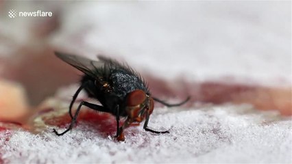 La langue gelée sur un gâteau, cette mouche est coincée !!!