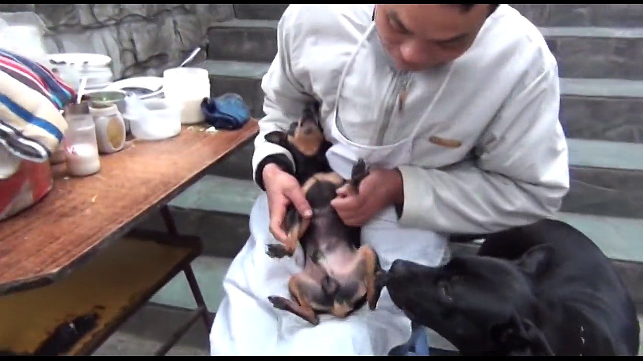 Ce chien transporte un petit chien dans un panier !