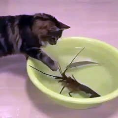 Cat vs Fish vs Crayfish