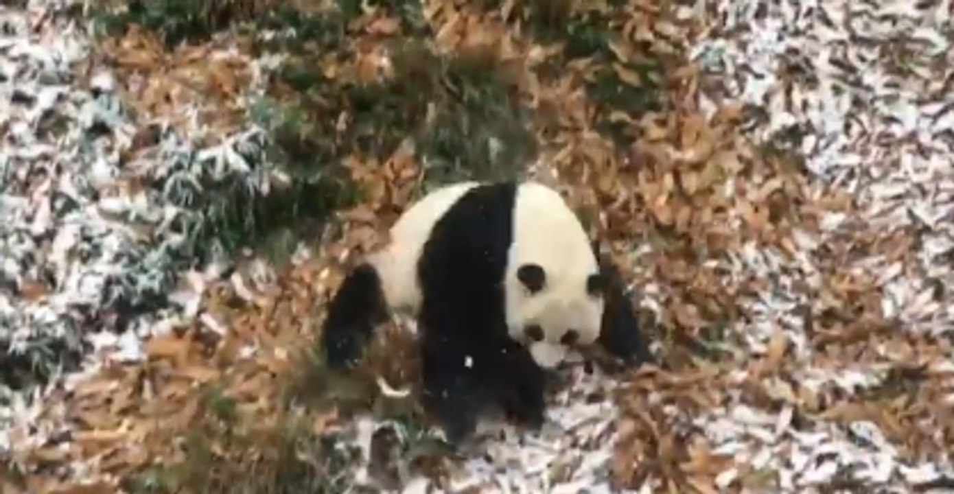 National Zoo's Panda Takes a Roll in the Snow