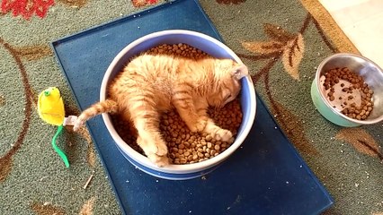Un chaton dans une gamelle de croquettes