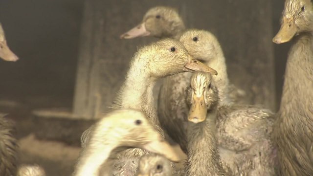 영암 오리 농장서 H5형 AI...6개 시·도 이동중지 명령 / YTN