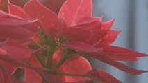 La flor silvestre de Nochebuena adorna las fiestas decembrinas en México