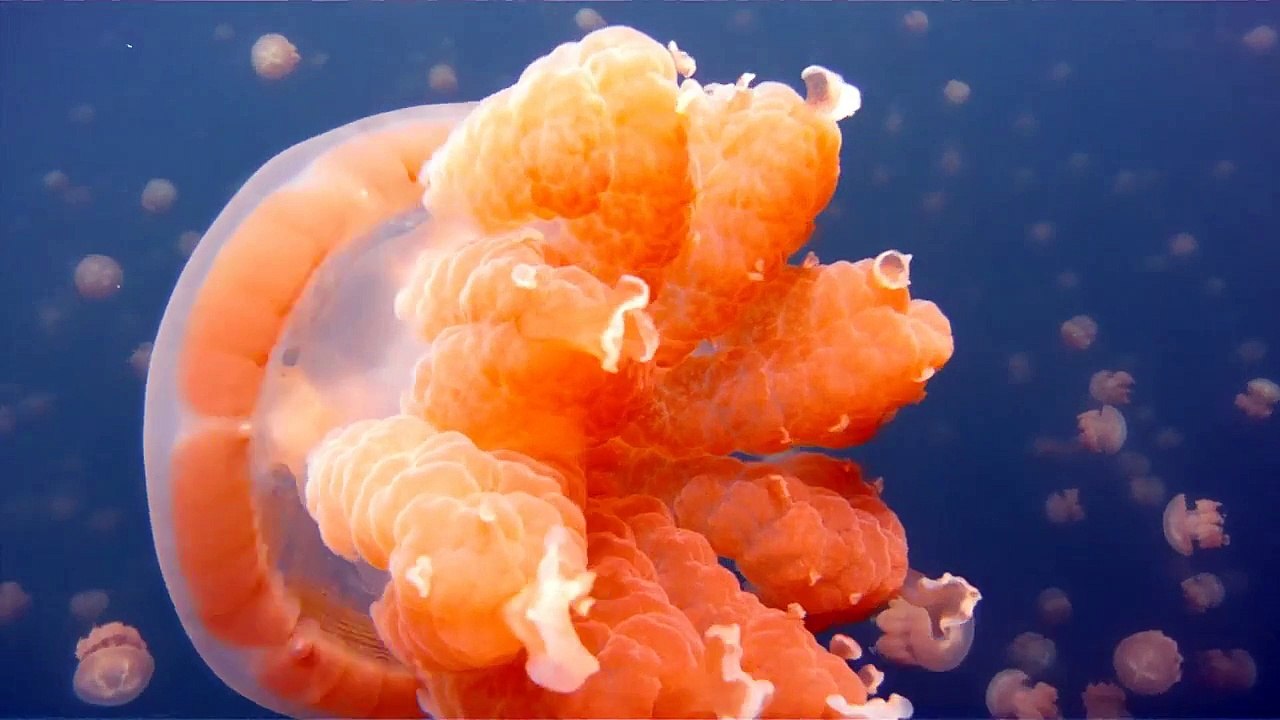 Elle nage dans un lac remplit de millier de méduses Jellyfish. Images magnifiques