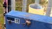 Araignée VS Guêpe... Combat impressionnant entre ces 2 insectes terrifiants