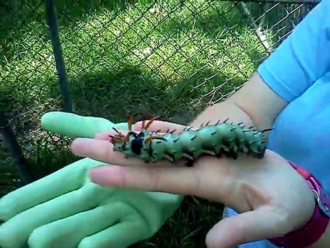 La plus grosse chenille du monde... Incroyable