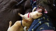 A chihuahua/terrier puppy destroying a pit bull.