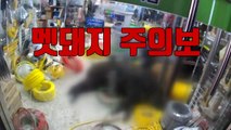 [자막뉴스] 굶주려 도심으로 내려오는 '멧돼지 주의보' / YTN