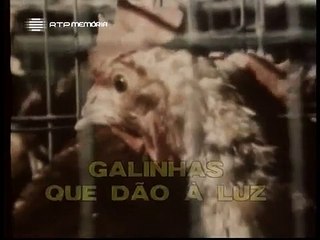 Galinhas que dão à Luz | Reportagem de Fernando Pessa