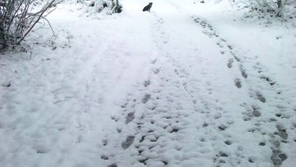 Lotte, Irma und Balu toben im Schnee - mit Musik