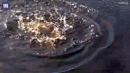 Për jetë a vdekje, zogu kundër peshkut, kush do të fitojë?