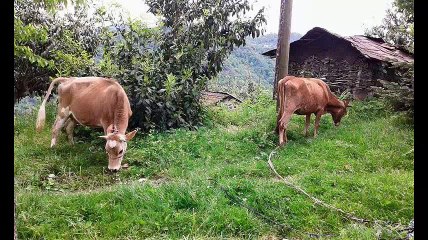 Beşikdüzü Resullü Köyü
