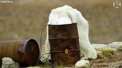 Footage of starving polar bear exposes climate change impact (1)