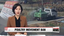 South Korea orders 24-hour ban on poultry movement after bird flu detected at duck farm