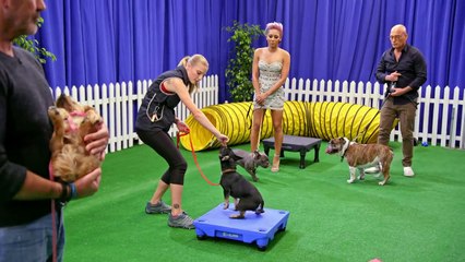 Sara Carson Attempts To Train The Judges' Dogs - America's Got Talent 2017-kP5vQ_1BVEU