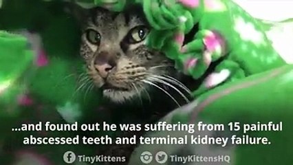 Tiny Kitten Update Today