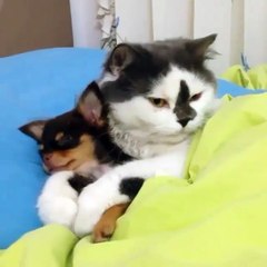 Phác đồ điều trị bệnh trĩ - Funny dogs and cats