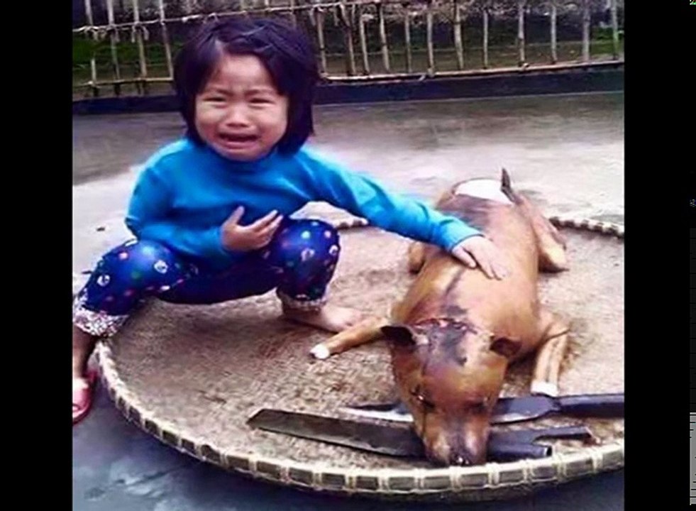 Lý do không nên ăn thịt chó