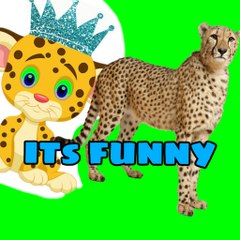 Cheetah catcing gazelle [Wildlife video]*FUNNY* 4K