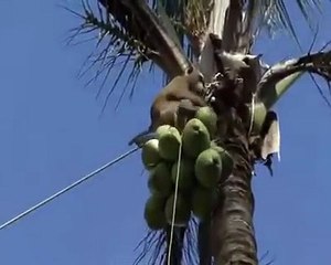 Hoàng - Cách Nuôi Khỉ Để Hái Dừa Hiệu Quả