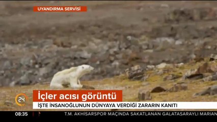 Kutup ayıları yok olmasın